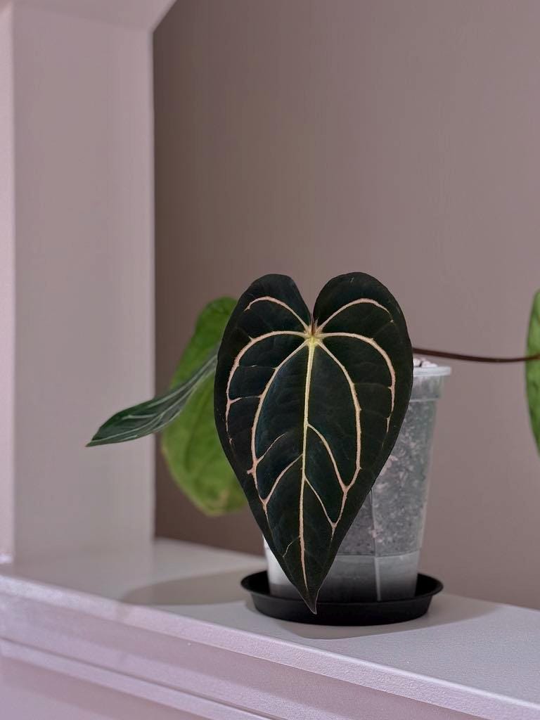 Anthurium Forgetii X Carlablackiae (buz1 X RA8) - Germinated Seeds