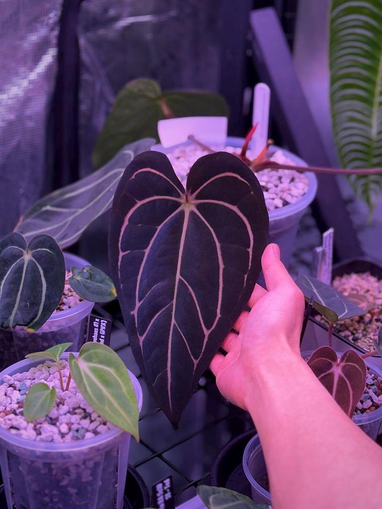 Anthurium Forgetii X Carlablackiae (buz1 X RA8) - Germinated Seeds