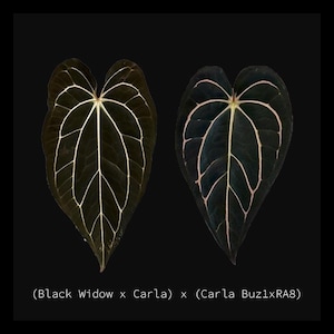 Pap X Carla Anthurium - Etsy