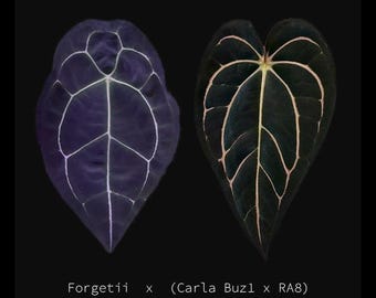Anthurium Forgetii x Carlablackiae (Buz1 x RA8) - Germinated Seeds