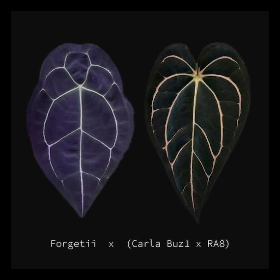 Anthurium Forgetii X Carlablackiae (buz1 X RA8) - Germinated Seeds