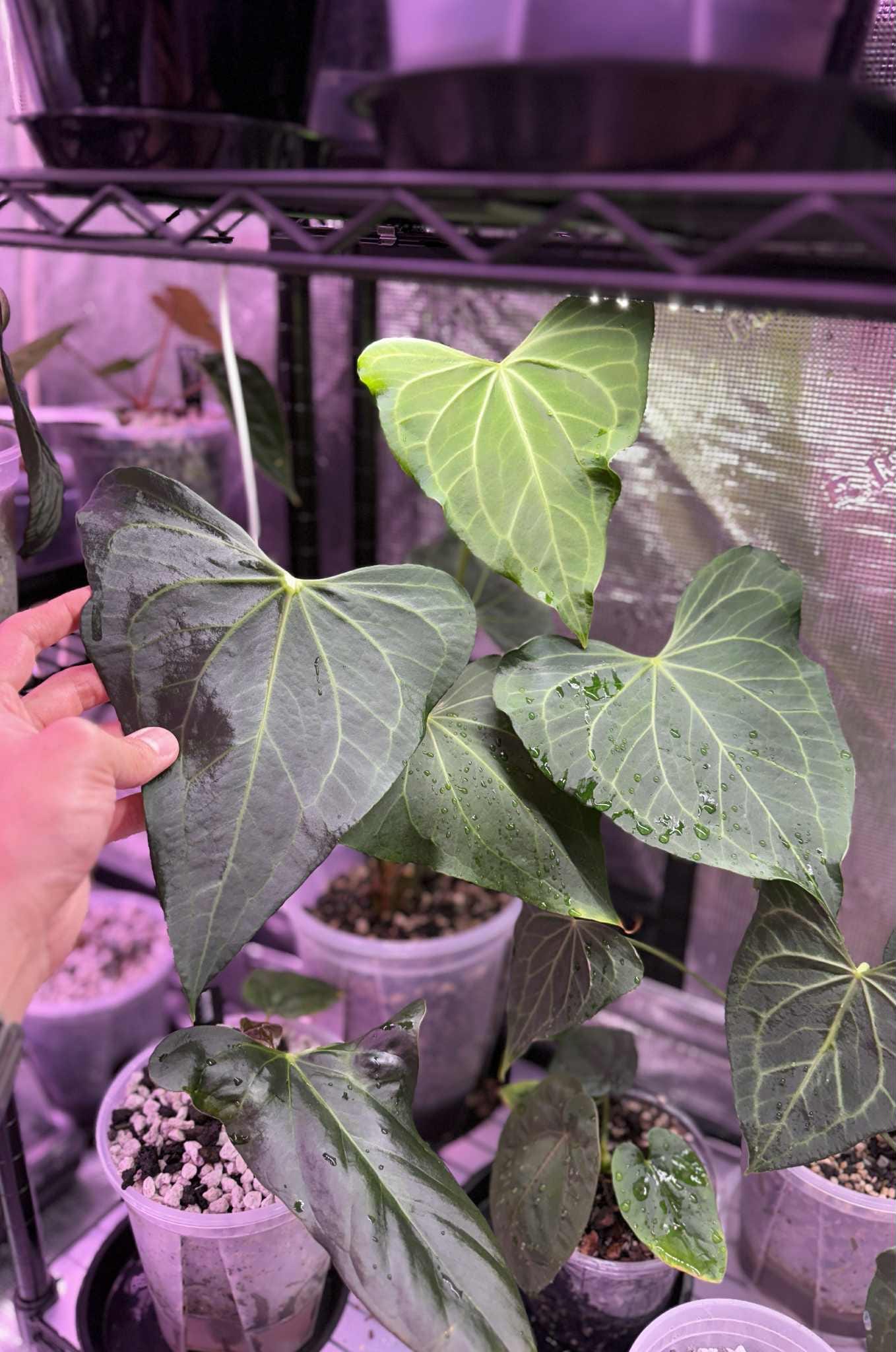Anthurium Clarinervium x Pedatoradiatum - Cuttings