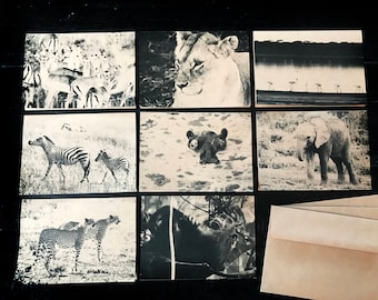 Safari Animals of Africa assorted boxed set of 8 folded note cards