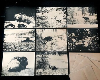 Animals of Yellowstone and Grand Teton National Parks assorted boxed set of 8 folded note cards