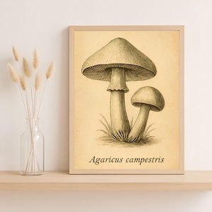 Agaricus Campestris Print – Vintage Mushroom Illustration, Botanical Foraging Wall Art, Mycology Digital Download PNG