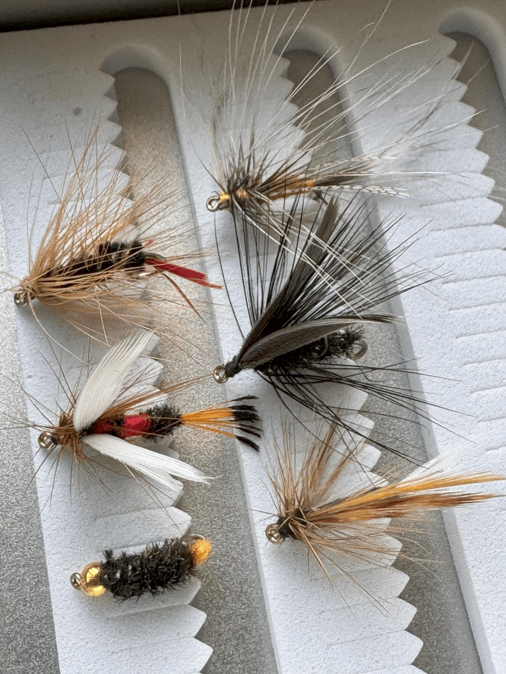 Tsetse Fly New Zealand