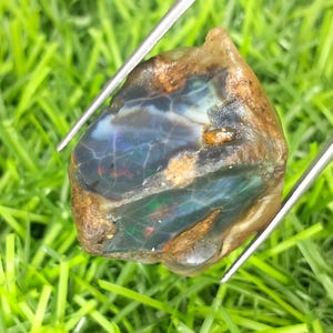 Könnte beinhalten: Ein rauer, ungeschliffener Opal-Edelstein mit einer dunkelblauen und grünen schillernden Oberfläche, gehalten von einer Metallpinzette. Der Opal hat braune und hellbraune Kanten, vor einem Hintergrund aus grünem Gras.
