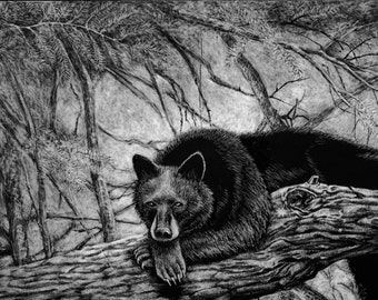 Black Bear dozing on a felled tree, 11 X 14" matted print ready to frame. In the forest. Dozing bear in scratchboard reproduced image 8 X 10