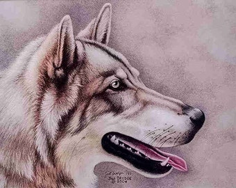 A Beautiful Gray Wolf with wonderful fur and a soft background complementary color.