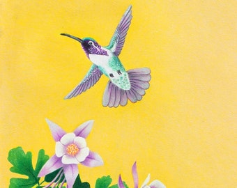 Hummingbird with purple highlights, white columbine flowers, yellow background. Gorgeous 11 X 14 print ready to mat and frame! Signed