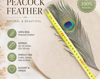 Natural Peacock Feathers 10-12 Inch Craft Decor, Vase Fillers, Wedding Party Decorations