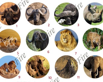 Animal Photo Glass Cabochons, Jewelry Making, 10-30mm