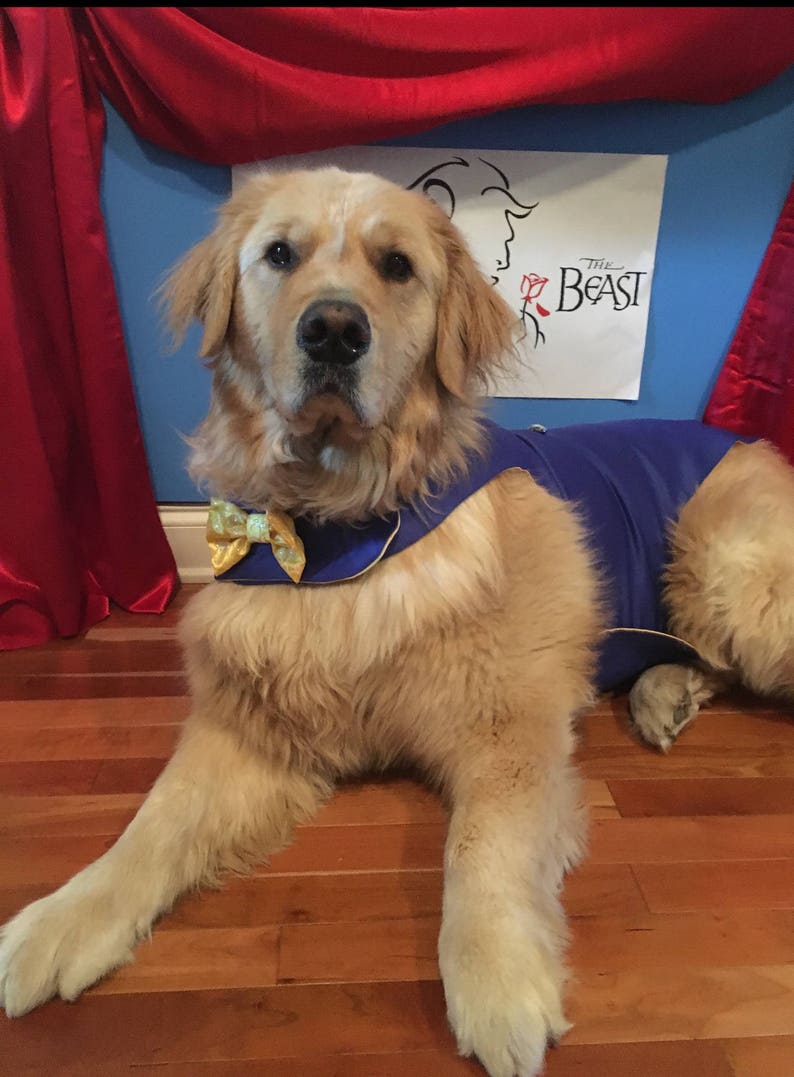 Beast Halloween Dog Costume the Beast Dog Costume Inspired by Etsy