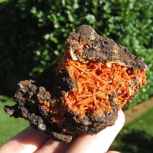 Könnte beinhalten: Ein zerklüfteter, dunkelbrauner Felsen mit einem leuchtend orangefarbenen Inneren. Der orangefarbene Bereich zeigt eine dichte Ansammlung nadelförmiger Kristalle. Der Felsen wird in einer Hand gehalten, mit einem verschwommenen grünen Hintergrund.