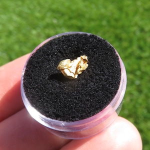 May include: A small gold nugget, presented in a clear plastic case with a black velvet lining. The nugget's surface is textured, and it has a bright, metallic gold colour. The container is held against a blurred green background, suggesting natural light.