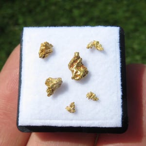 Puede incluir: Cinco pequeñas pepitas de oro irregulares con una superficie metálica texturizada, exhibidas sobre una almohadilla cuadrada de fieltro blanco. Las pepitas varían en tamaño y forma, con un color amarillo dorado brillante y natural.