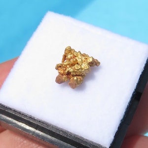 May include: A gold nugget with a rough, irregular texture, presented on a white surface within a black case. The nugget is a bright, metallic gold colour, with some brown areas. The background is a light blue.