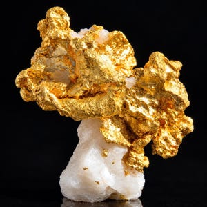 Puede incluir: Un espécimen de pepita de oro natural que presenta una estructura cristalina de color amarillo metálico brillante unida a una base de roca de cuarzo blanco opaco. El oro muestra una superficie rugosa y texturizada con bordes irregulares.