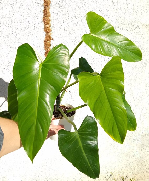 Philodendron Sagittifolium Rare Great Grower Free Heat Etsy