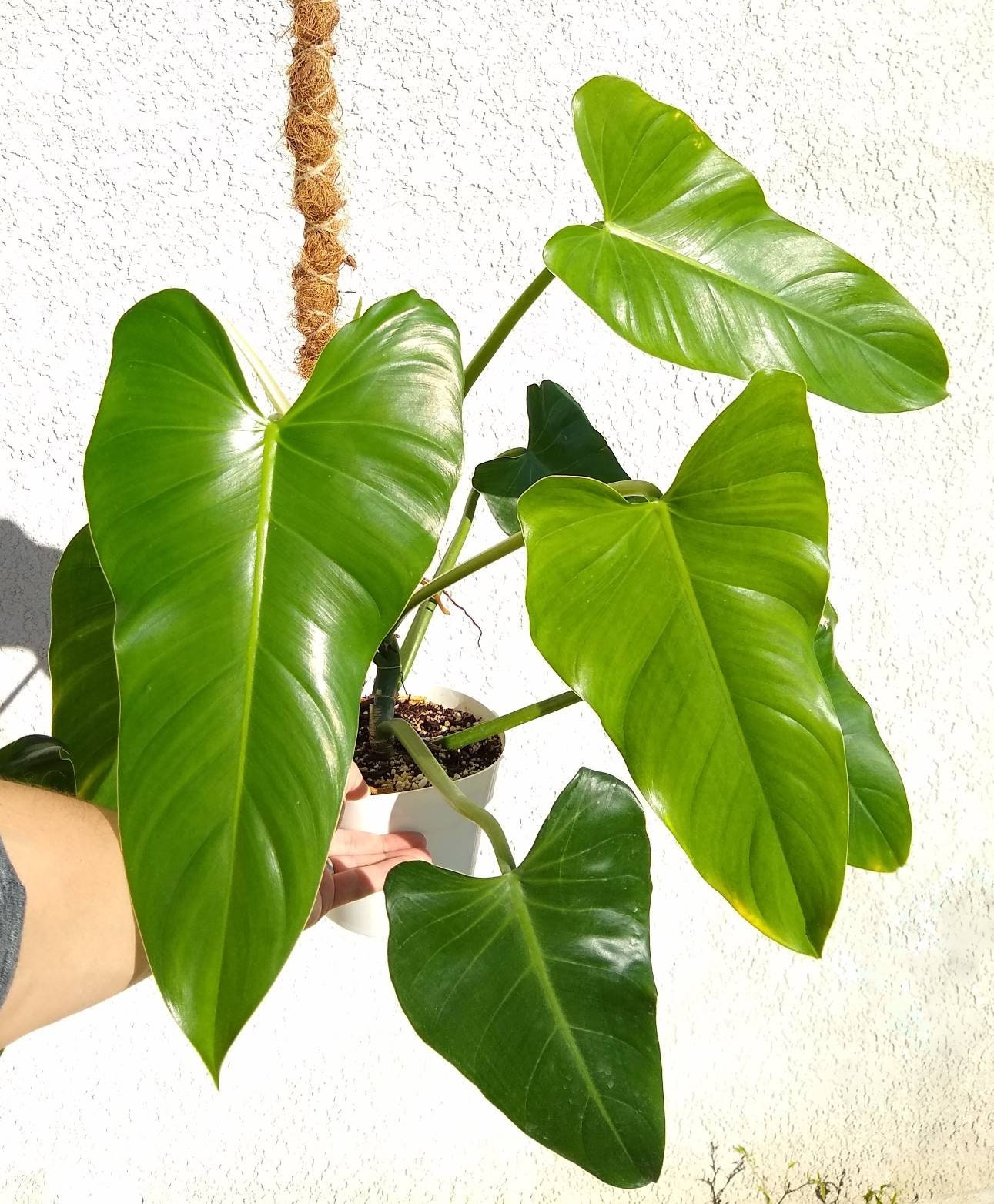 Philodendron Sagittifolium Rare Great Grower Free Heat Etsy Singapore