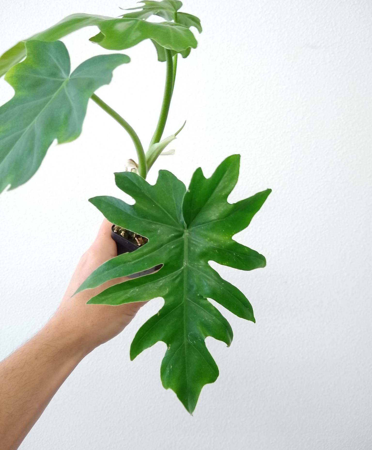 Philodendron Radiatum Rare Climbing Aroid Collector S Etsy Singapore