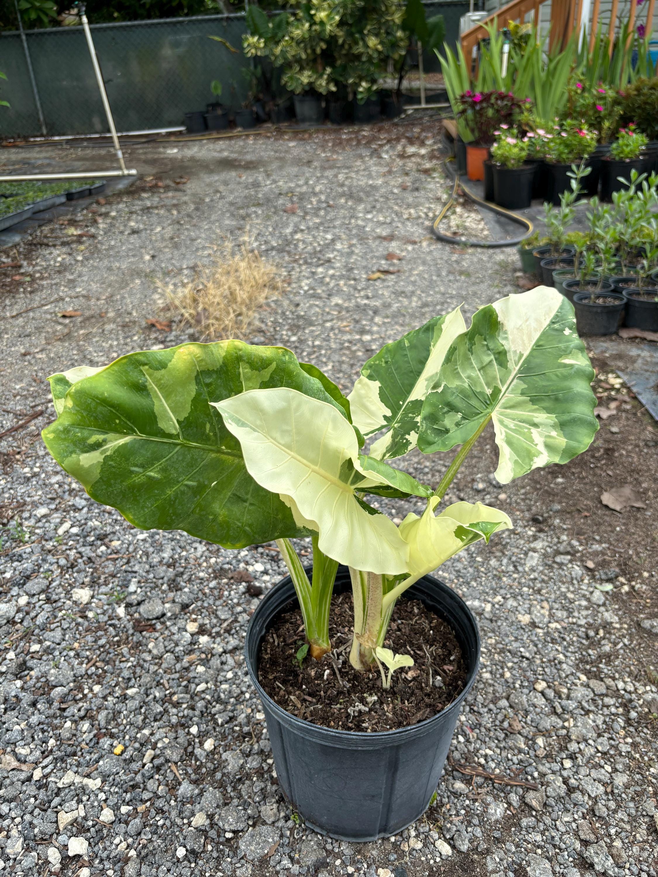erfurter saatgut gmbh Blumenkohl, Erfurter Zwerg  Ihr Gartenberater