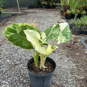 Alocasia Macrorrhiza Variegata - Etsy