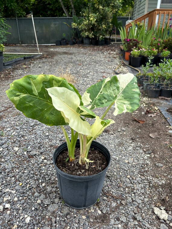 alocasia macrorrhiza plant Alocasia Macrorrhiza Variegata main image 0