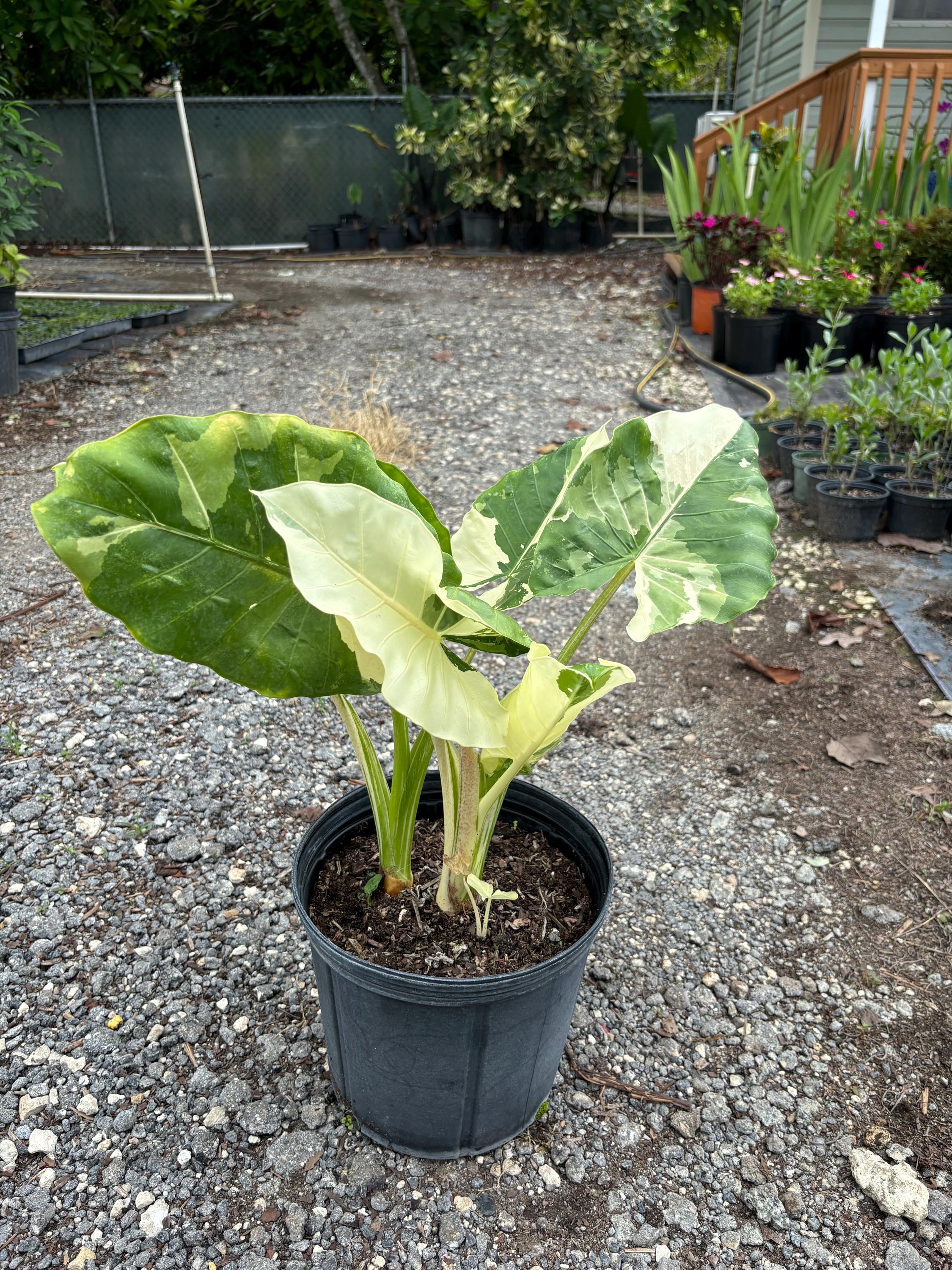 Alocasia macrorrhiza variegated - Etsy 日本