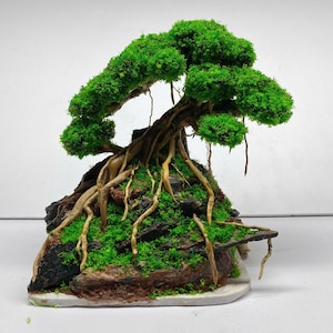Bonsai Driftwood for Aquarium Aquascaping, Terrarium & Vivarium Natural Wood Decoration