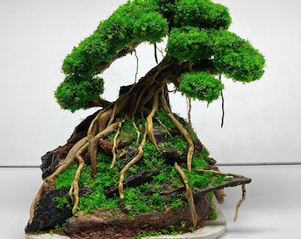 May include: A miniature bonsai tree with vibrant green foliage and exposed roots. The tree is rooted in a rocky base covered in green moss. The bonsai is a decorative piece, perfect for home or office decor.