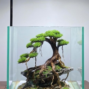 Natuurlijke bonsaiboom voor drijfhout voor aquarium, garnalenaquarium, terrarium en reptielenvivarium