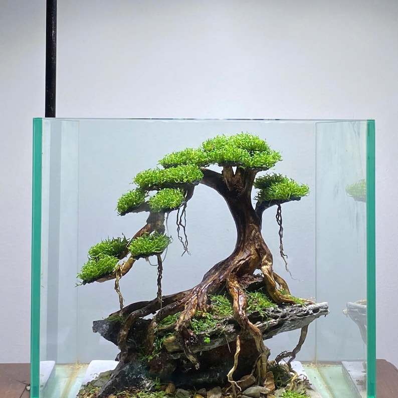 Natural Bonsai Driftwood Tree for Fish Tank, Shrimp Aquarium, Terrarium ...