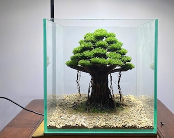 May include: A miniature bonsai tree with a lush green canopy and exposed roots is enclosed in a clear glass cube. The tree sits on a bed of small pebbles. The glass cube is on a wooden base, creating a natural, zen-like aesthetic.