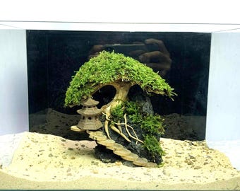 Natural Driftwood Bonsai Tree | Aquarium Aquascaping, Terrarium & Vivarium Decoration