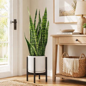 May include: A tall snake plant with green and yellow striped leaves in a white ceramic pot. The pot sits on a black wooden plant stand. The plant is placed near a door and a wooden side table with a lamp and a woven basket.