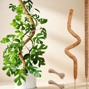 Monstera Pole - Etsy