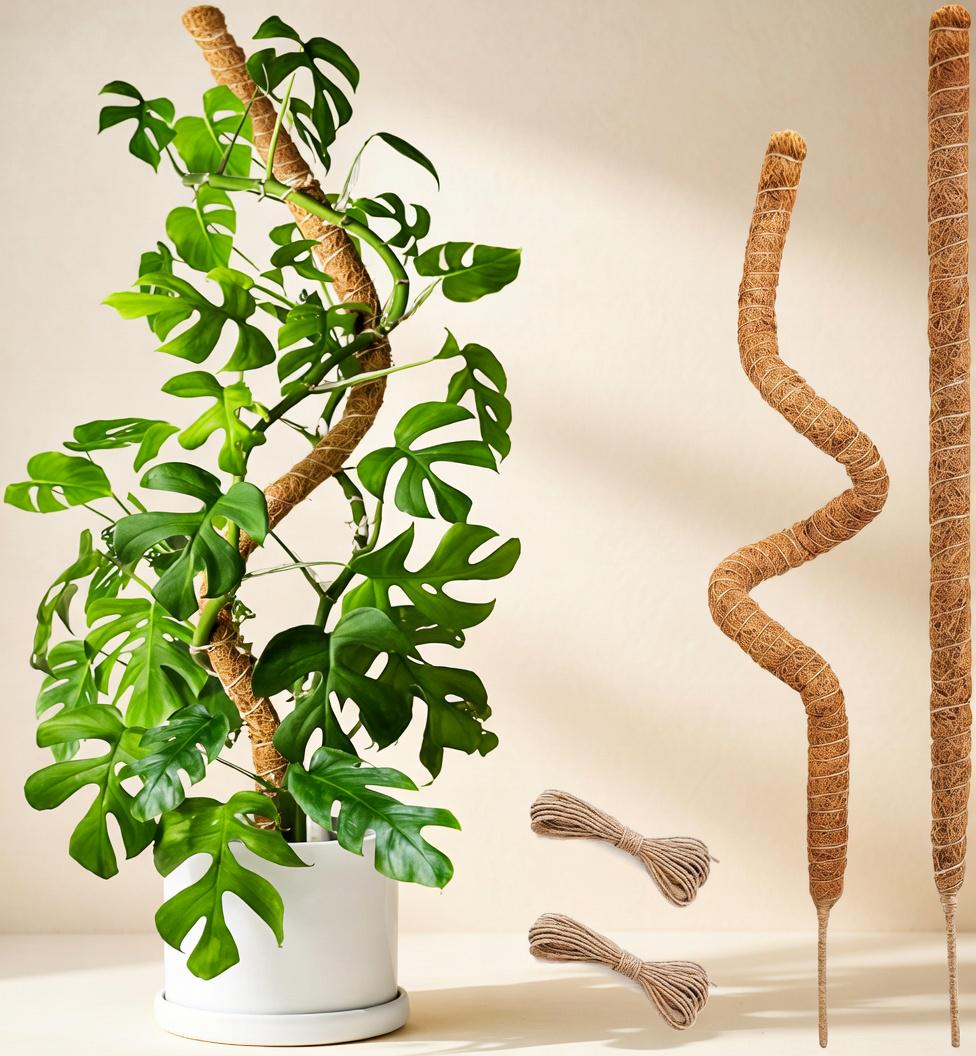 philodendron painted lady standort 6