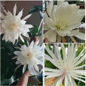 Epiphyllum 3 different white varieties _unrooted cuttings