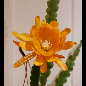 Epiphyllum Yellow Head rare color unrooted cutting