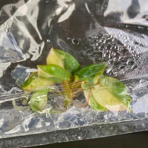 Variegated Billietiae - Tissue Culture TC Plantlet (US SELLER)