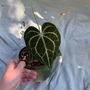 Anthurium Clarinervium