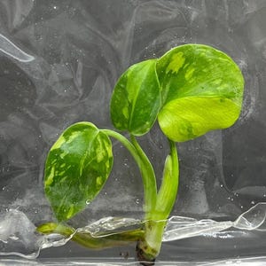 Monstera Deliciosa Electrolyte (electro-light) - Tissue Culture TC (US SELLER)