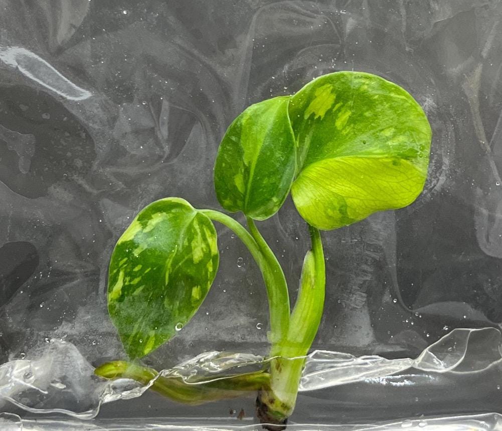 Monstera Deliciosa Electrolyte (electro-light) - Tissue Culture TC