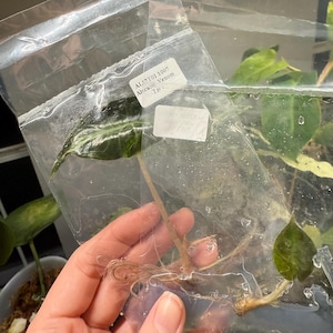 Alocasia Venom - Tissue Culture TC (US SELLER)
