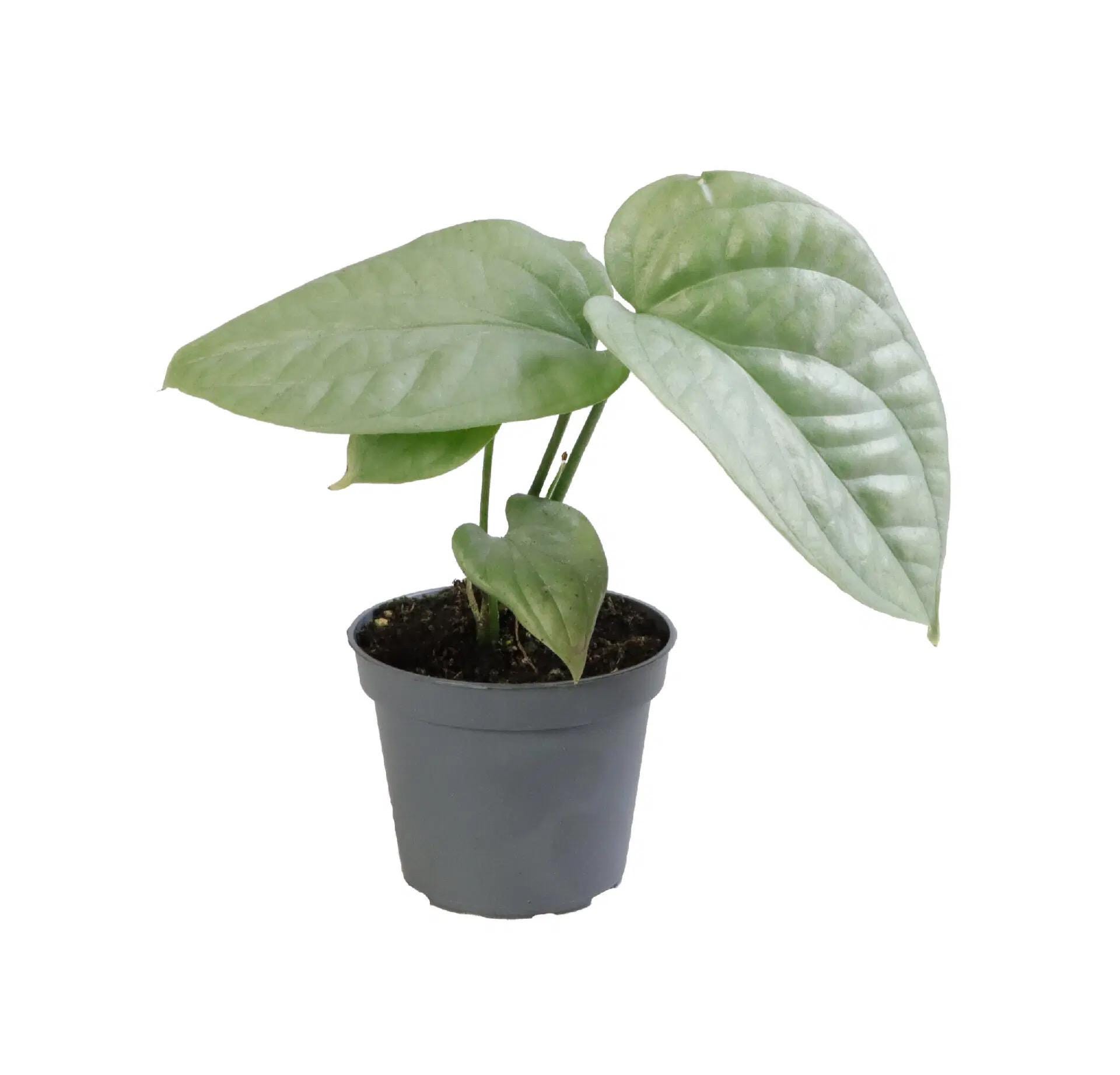 Amydrium Medium Philodendron - Etsy