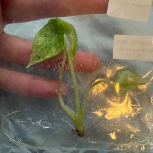 Alocasia Scalprum Mint Varigated - Tissue Culture TC (US SELLER)