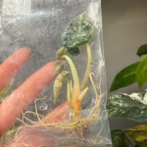 Alocasia Balloon Heart Pink - Tissue Culture TC (US SELLER)