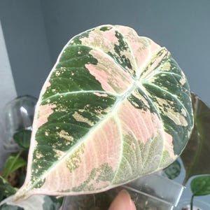Alocasia Black Velvet Pink/Albo - Tissue Culture TC Plantelet (US SELLER)