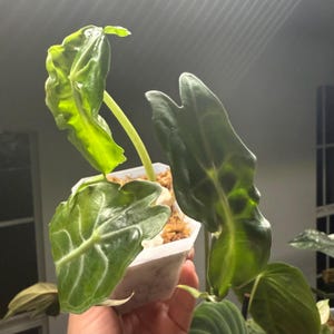 Alocasia Venom 3” pot EXACT PLANT (US Seller)